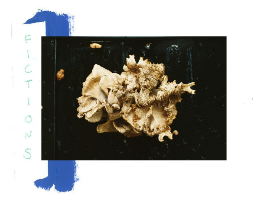 FICTIONS IS BACK 🦖🦖🦖